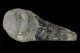 Cretaceous Conulariid Fossil - Kansas #143476-1